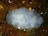 Tayuva lilacina