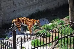 Image illustrative de l’article Zoo de Tbilissi