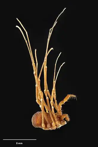 Description de l'image Te Papa 127717 Prasmiola unica holotype image.jpg.