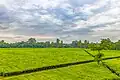 Un champ de théier dans l'Assam (2019)