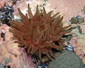 Le Dahlia de mer est particulièrement admiré des plongeurs.