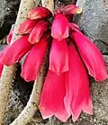 Tecomanthe dendrophila.