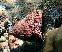 Tectus sp.