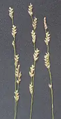 Teff