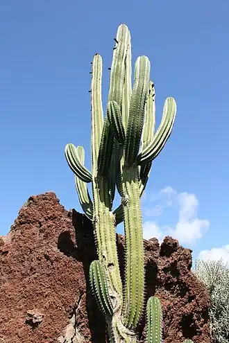 Description de l'image Teguise Guatiza - Jardin - Pachycereus pecten-aboriginum 02 ies.jpg.