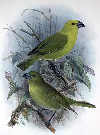 Description de l'image Telespiza flaviceps3.jpg.