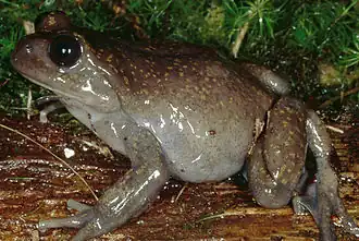 Description de l'image Telmatobius atahualpai01.jpeg.