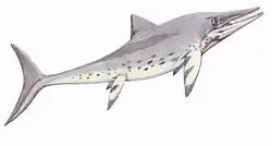 Dessin d'un grand reptile marin gris, vue de côté.