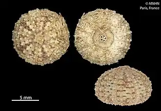 Temnotrema scillae (holotype, MNHN)