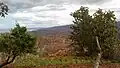 Figuier dans le paysage Rifain
