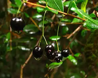 Description de l'image Temu (Blepharocalyx cruckshanksii) - mature fruits (Inao Vásquez) 001.jpg.