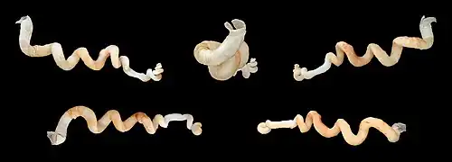 Tenagodus trochlearis
