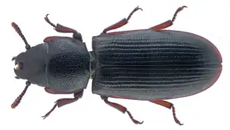 Tenebroides fuscus.