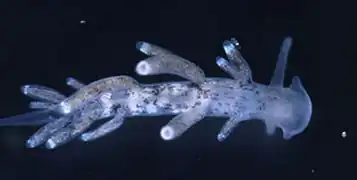 Tenellia adspersa