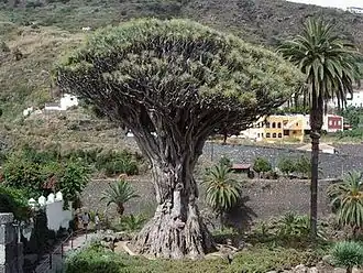 El Drago milenario.