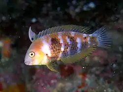 Xyrichtys sciistius