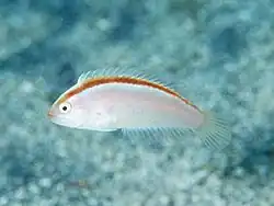 Xyrichtys halsteadi