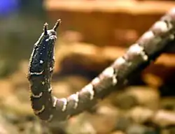 Le Serpent à tentacules (Erpeton tentaculatum) a deux appendices sur le museau.