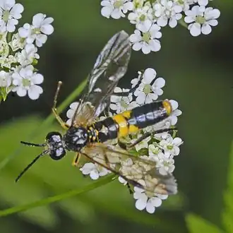 Description de cette image, également commentée ci-après