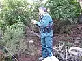 Ingénieur de l'Agriculture et de l'Environnement (capitaine) de l'Office national des forêts en tenue Numéro 3 de terrain hiver (polaire corps F1 tilleul, pull col rond sapin à bande institutionnelle tilleul, veste et pantalon de travail sapin) en opération protection de la nature en 2009.