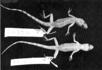 Description de l'image Tenuidactylus fortmunroi.jpg.