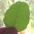 Feuille.
