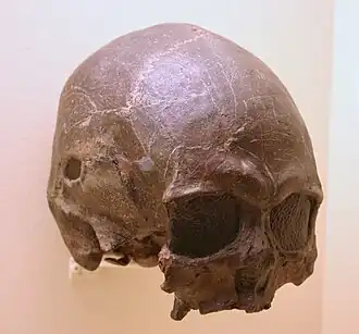 Image illustrative de l’article Femme de Tepexpan