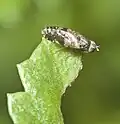 Imago (Allemagne)