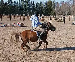 Shetland monté par une adolescente en saut d'obstacles.
