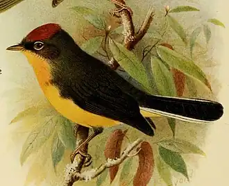 Description de l'image Tepui Redstart (Myioborus castaneocapillus) - The birds of British Guiana.jpg.