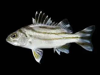 Terapon jarbua