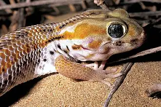 Description de l'image Teratoscincus keyserlingii.jpg.
