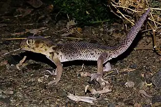 Description de l'image Teratoscincus przewalskii.jpg.