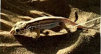 Description de l'image Teratoscincus scincus.jpg.