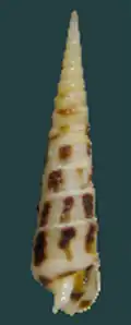 Terebra argosyia