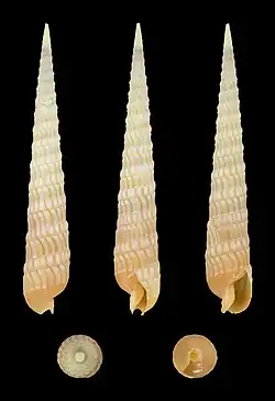 Terebra babylonia