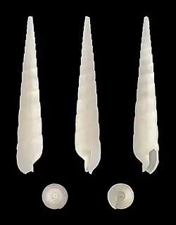 Terebra cingulifera