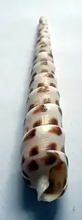 Terebra consobrina