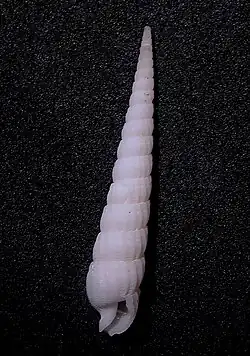 Terebra fijiensis