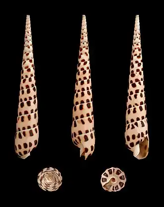 Terebra subulata