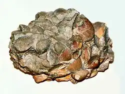 Terebratula sp. provenant de Bolzano, en Italie