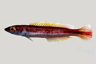 Terelabrus rubrovittatus