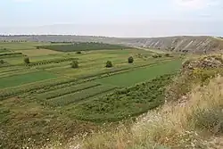 Green plains.