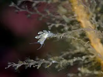 Tergipes tergipes