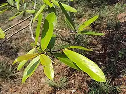 Terminalia arjuna.