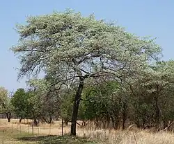 Terminalia sericea avec son feuillage de printemps.