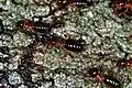 Termites