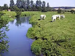 La Ternoise à Blangy-sur-Ternoise.