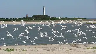 Sternes sur Cape Island