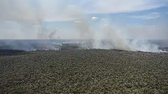 Forêt en feu vue du ciel.